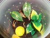 DSC00005.JPG