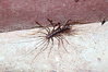 scutigeromorph (Scutigeromorpha)- Runakanda- IMG_4057 no wm.jpg