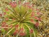 Drosera petiolaris derbyensis hybrid.jpg