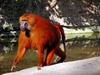 orange_baboon.png