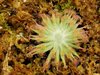 Drosera petiolaris ordensis (2).jpg