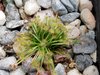 Drosera petiolaris #2 with new growth.jpg