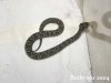 bothrops41.jpg