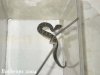 bothrops5.jpg