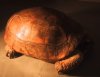 tortoise1.jpg