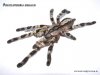 Poecilotheria regalis 3.jpg