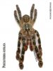 Poecilotheria rufilata 4.jpg