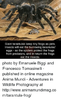giant-tarantulas-keep-tiny-frogs-as-pets-insects-will-eat-16381259.png