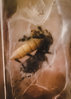 C versicolor first mealworm.jpg