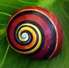 Colorful-Polymita-picta-Cuban-land-snail-1.jpg