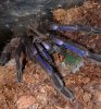 Chilobrachys sp. Electric blue - 2017-10-14a.jpg