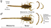 Figure-1-Morphology-of-representative-male-and-female-scorpions-Centruroides-vittatus.png