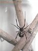 juvenile l.hesperus 05_tweak_web.jpg