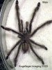 p.irminia_14_tweak_web.jpg