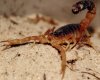 buthidae parabuthus liosoma - tanzanian black-tailed scorpion 2 original.jpg