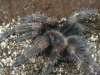 bsmithi.jpg