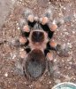 b_smithi_a_0303.jpg