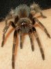 smithi2.jpg