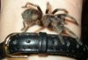 smithi.jpg