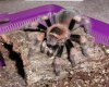 b_smithi_b_0303.jpg