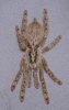 h_maculata_0303.jpg