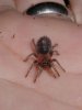 c_fasciatum_b_0303.jpg