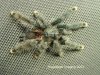 a.avicularia 11_tweak_web.jpg