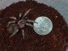 smithi 014.JPG