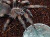 smithi 025.JPG