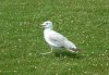 seagull1.jpg