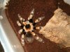 Tarantula pics 008.jpg