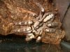 Tarantula pics 012.jpg