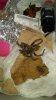 IMG_20171229_162300.jpg