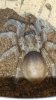 A. seemanni.jpg