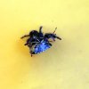 jumper_stinkbug1.jpg