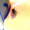 jumper_stinkbug2.jpg
