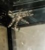 P striata Patricia 1st pic.jpg