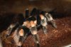 Mature B. Smithi pictures 018.JPG