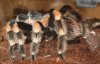 Mature B. Smithi pictures 032 (2).JPG