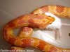 P.guttatus albino7 (Small).JPG