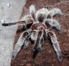 Grammostola rosea ncf.JPG