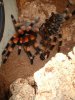 B.smithi.JPG