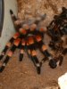 B.smithi 2.JPG