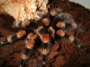 B.smithi 4.JPG