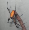 nephila_clavata.JPG