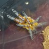 H pulchripes Hybris cage maintenance 2.jpg