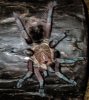 P machala Persephone molted 5.jpg