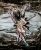 P machala Persephone molted 2.jpg