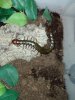 Scolopendra 4.jpg