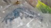 C versicolor 1.jpg
